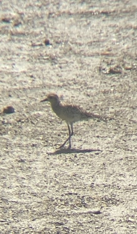 Pacific Golden-Plover - ML645250931