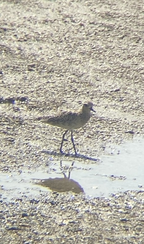 Pacific Golden-Plover - ML645250932