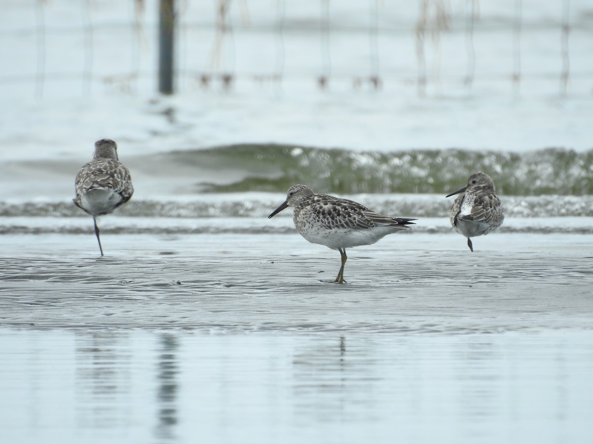 大濱鷸 - ML645250933