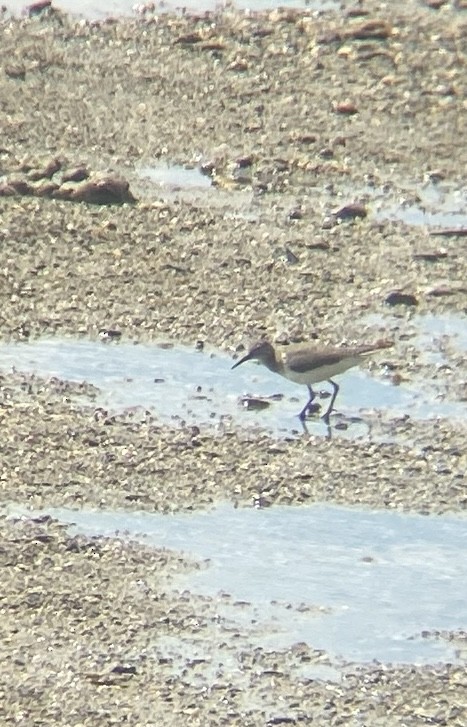 Common Sandpiper - ML645250945