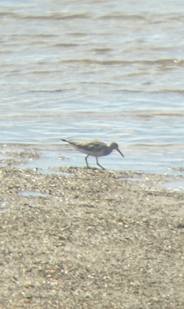 Common Sandpiper - ML645250946