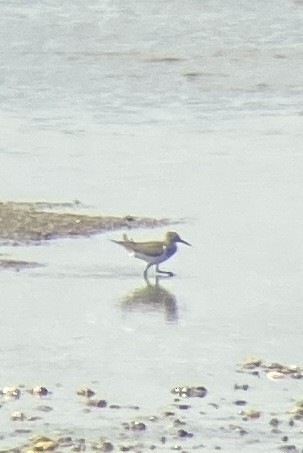 Common Sandpiper - ML645250947