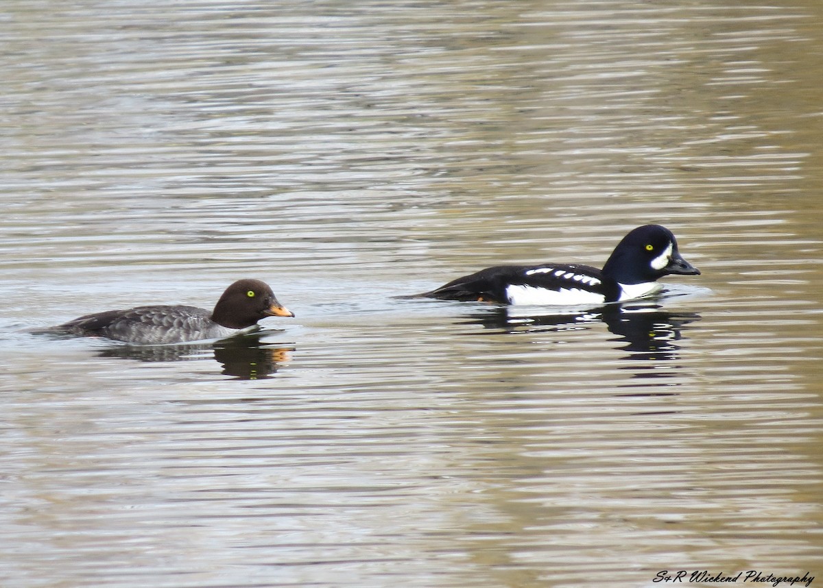 Barrow's Goldeneye - ML645250949