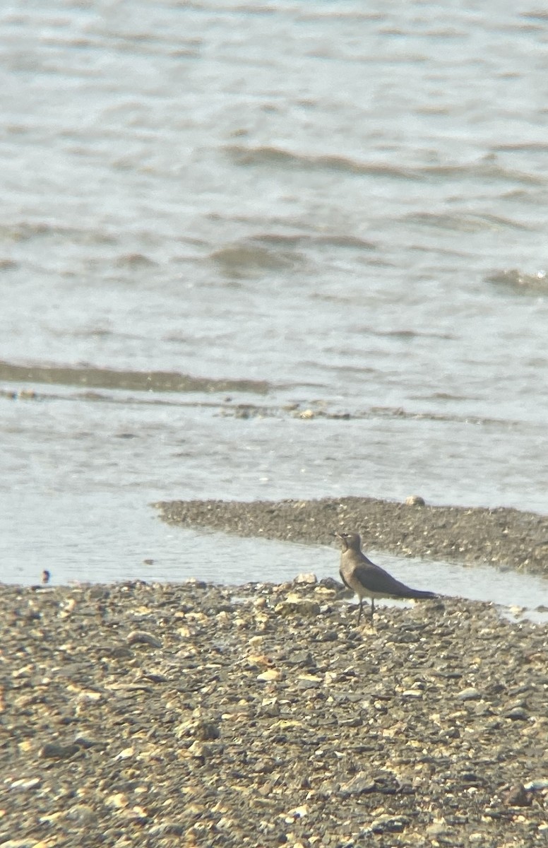 Oriental Pratincole - ML645250957