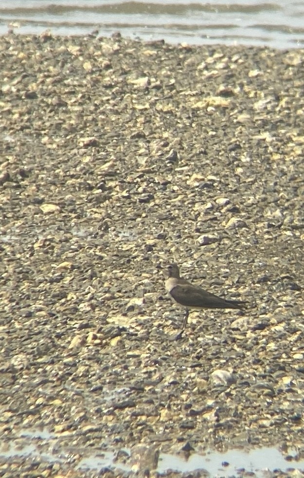 Oriental Pratincole - ML645250958