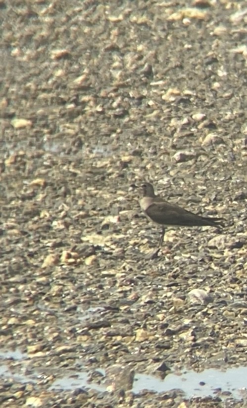 Oriental Pratincole - ML645250959
