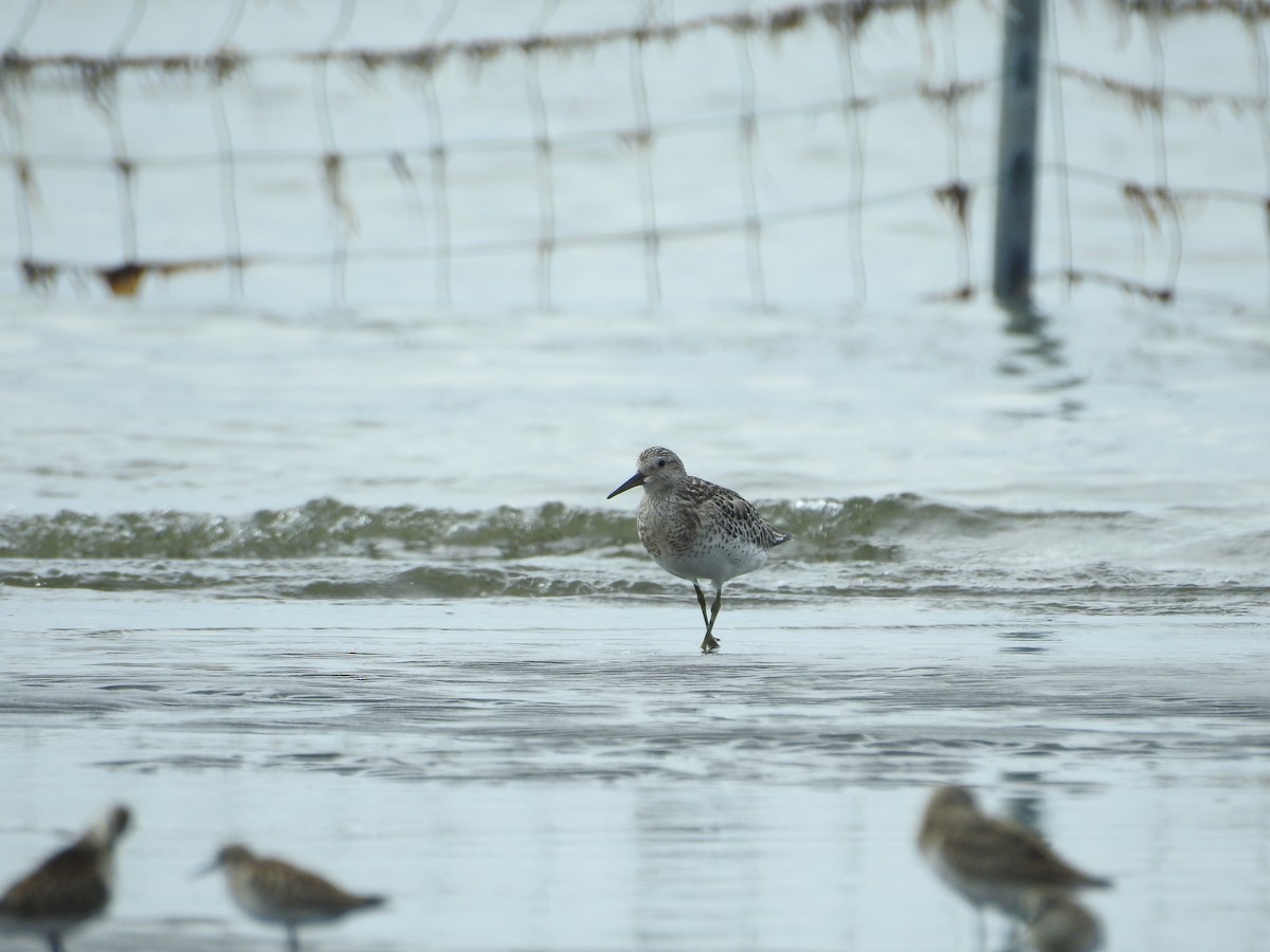 大濱鷸 - ML645250964