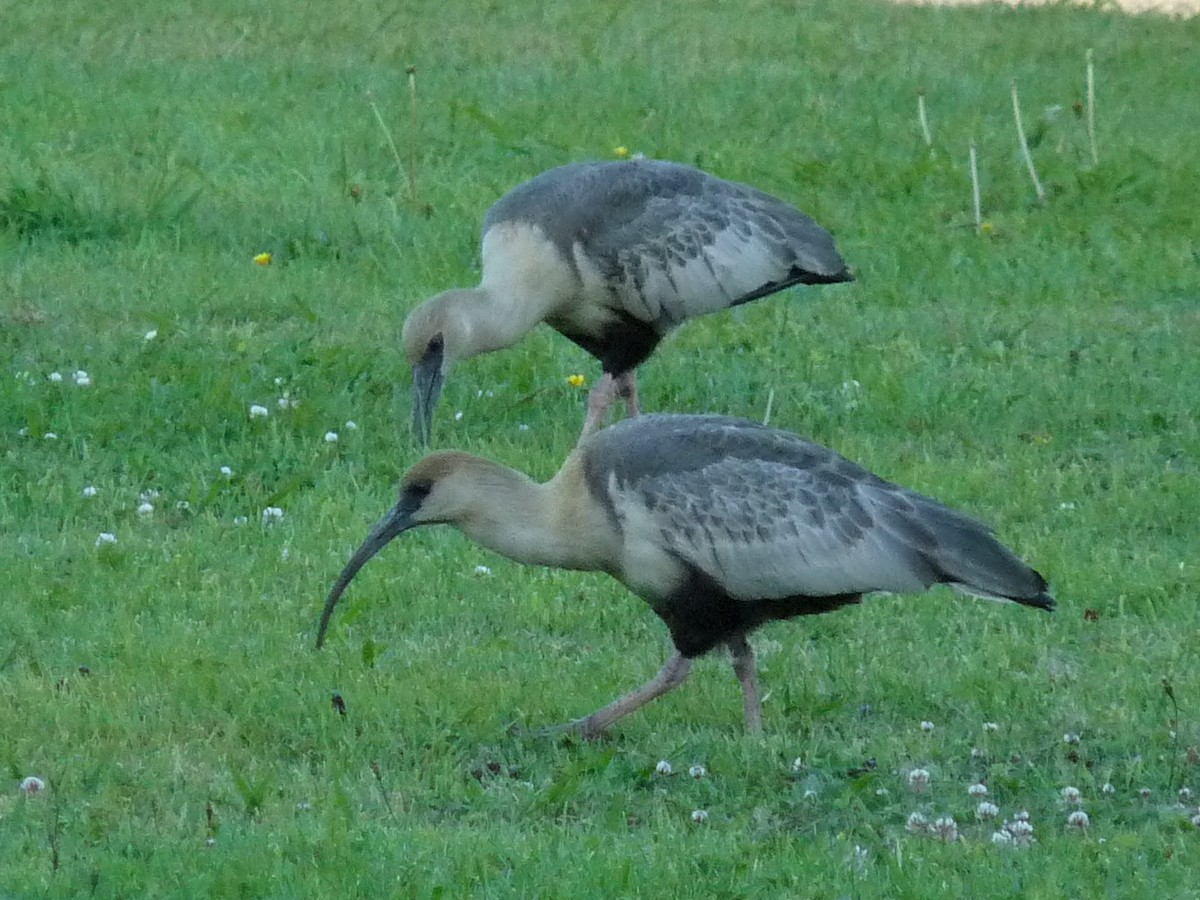 Чернолицый ибис - ML645250965