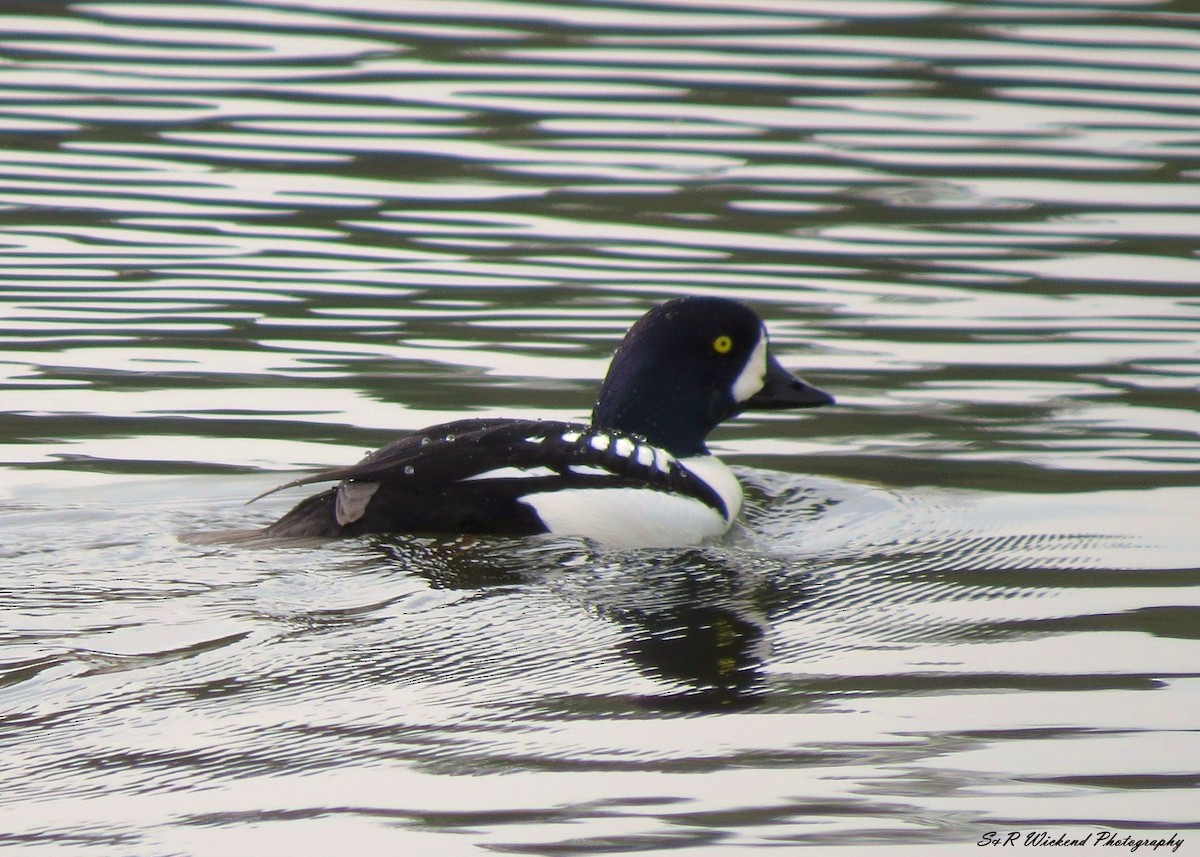 Barrow's Goldeneye - ML645250974