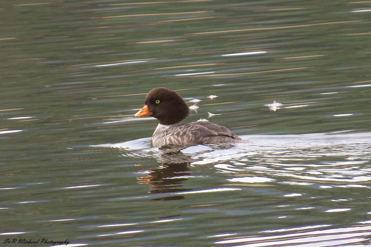 Barrow's Goldeneye - ML645250976