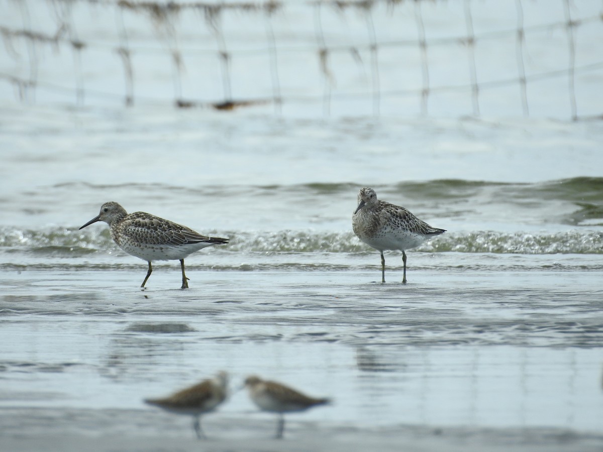 大濱鷸 - ML645250978