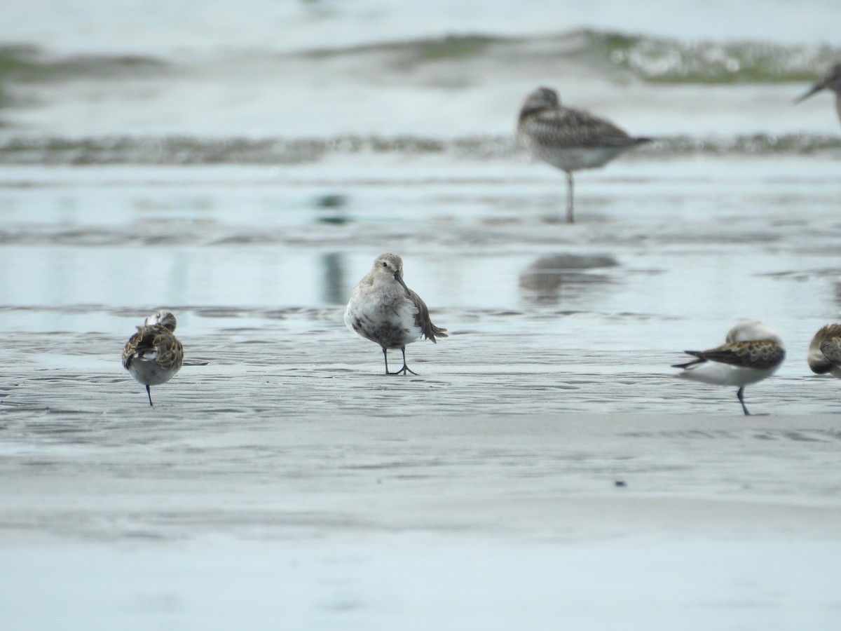 黑腹濱鷸 - ML645250982