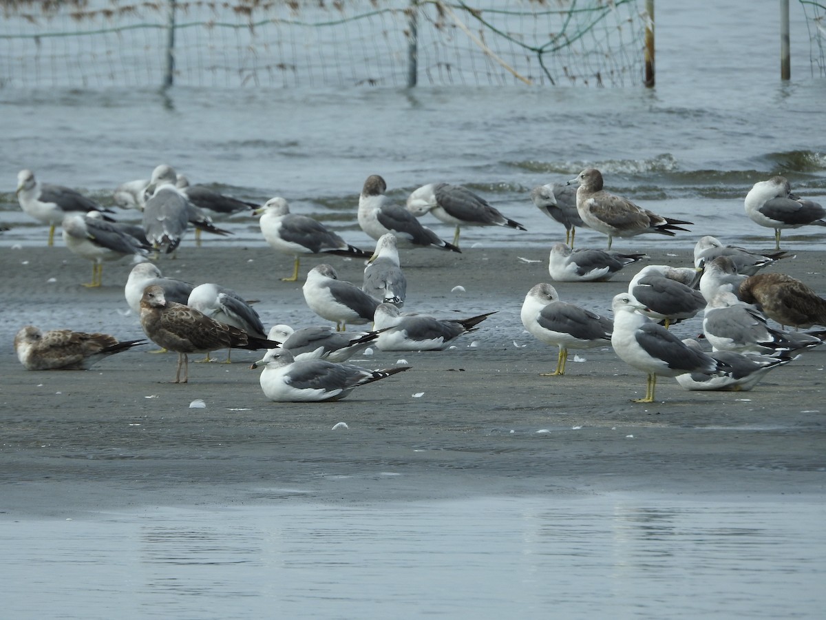 黑尾鷗 - ML645250984