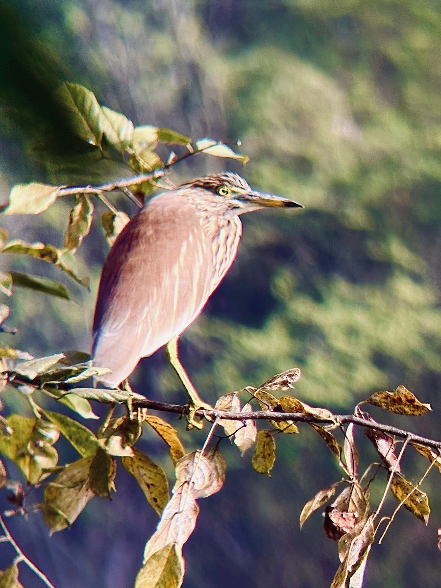 Indian Pond-Heron - ML645250990