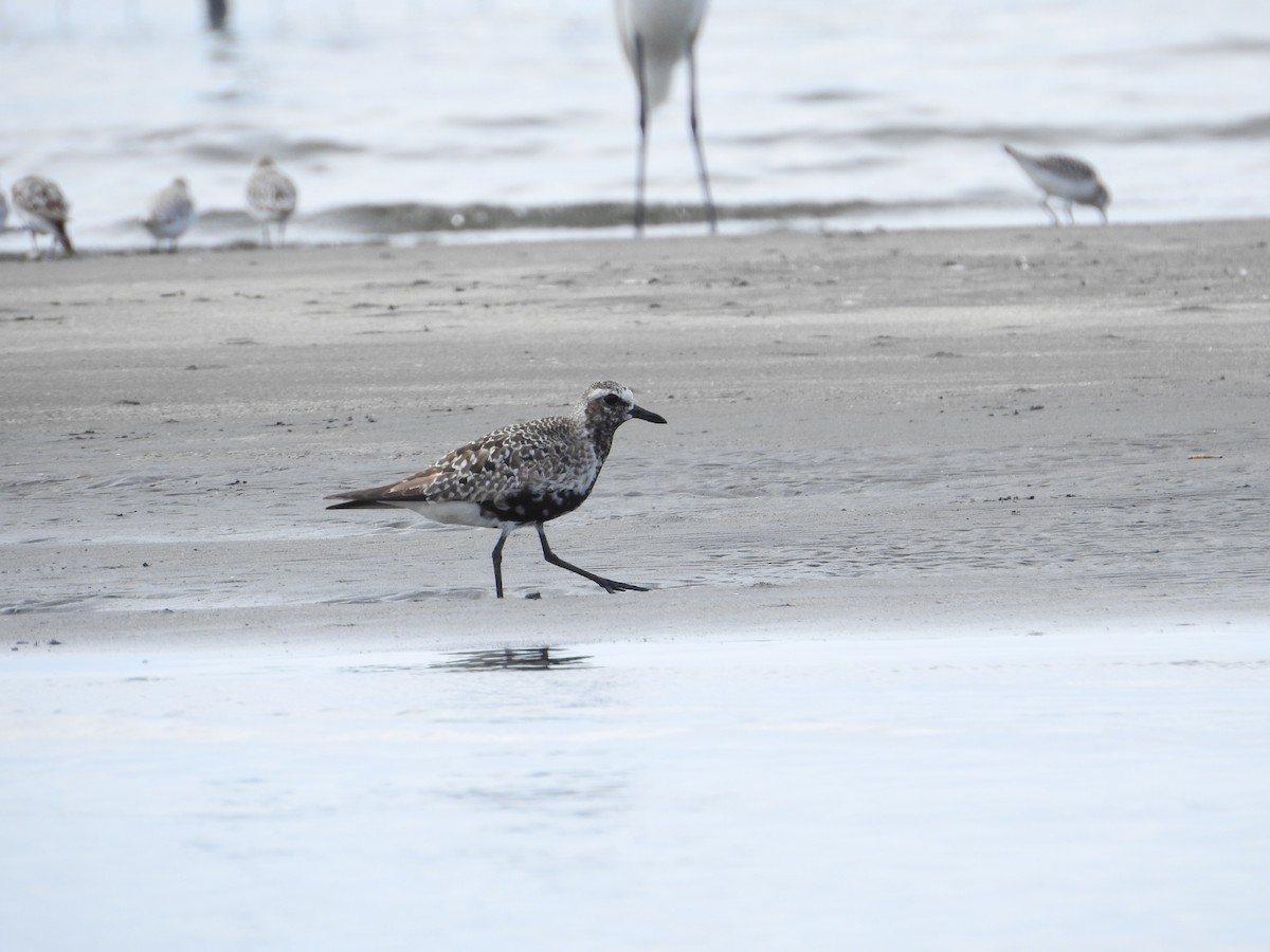 灰斑鴴 - ML645251000