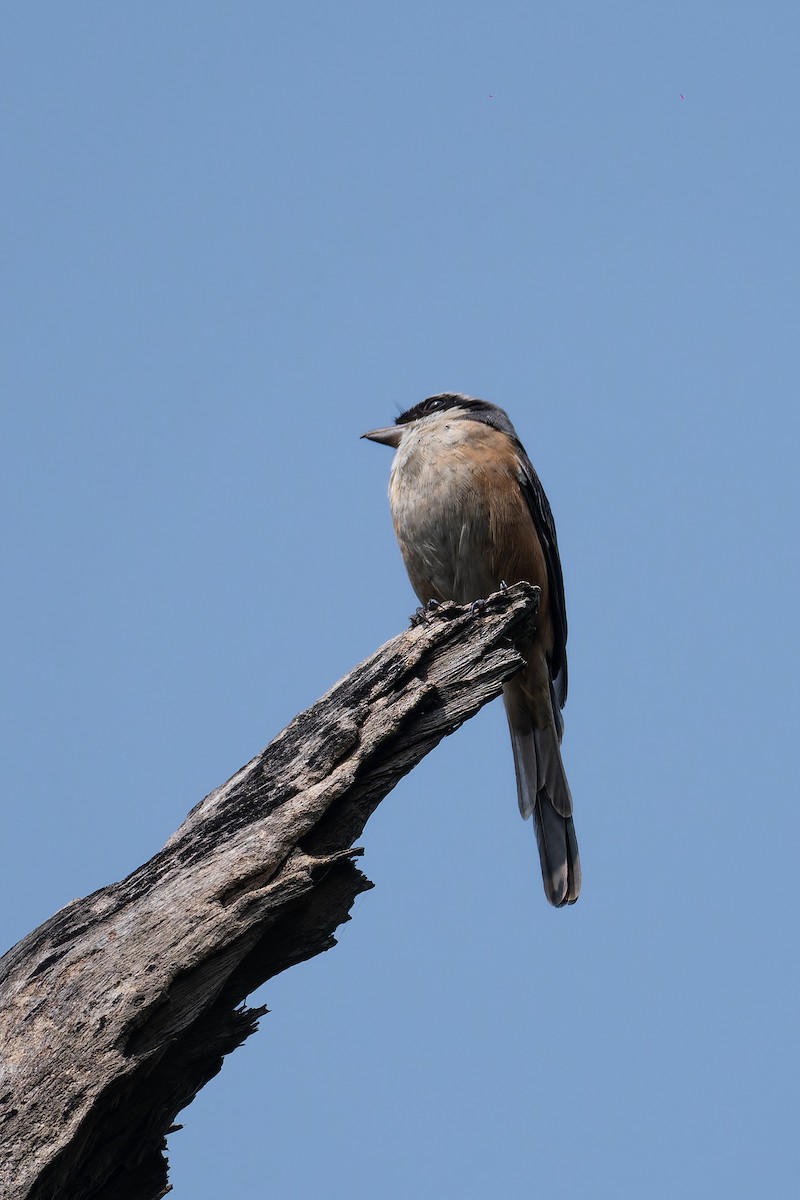 Tibetwürger - ML645251005