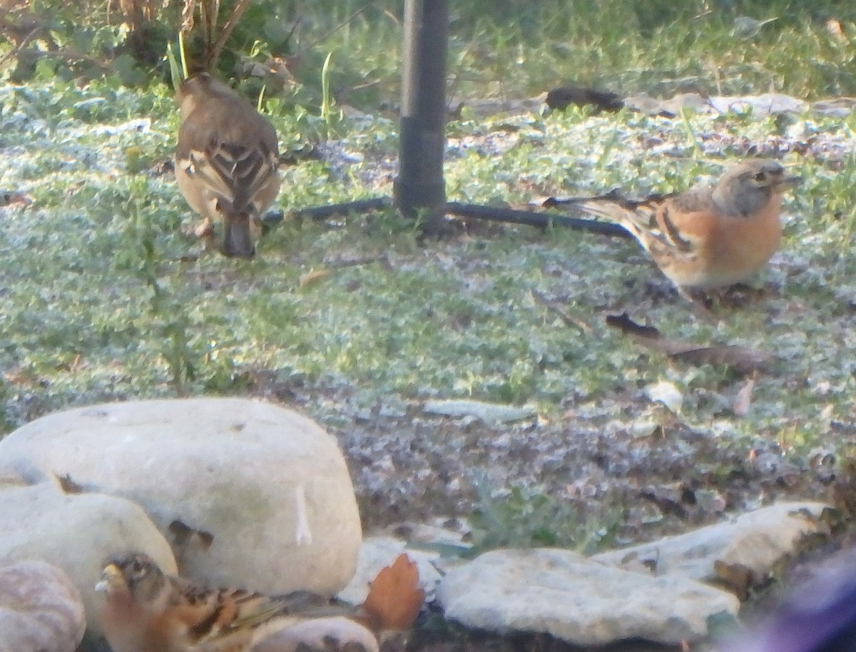 pěnkava jikavec - ML645251010