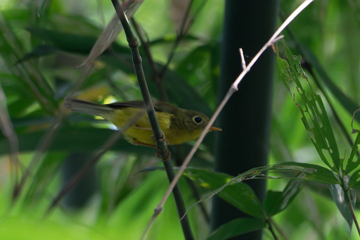 Whistler's Warbler - ML645251011