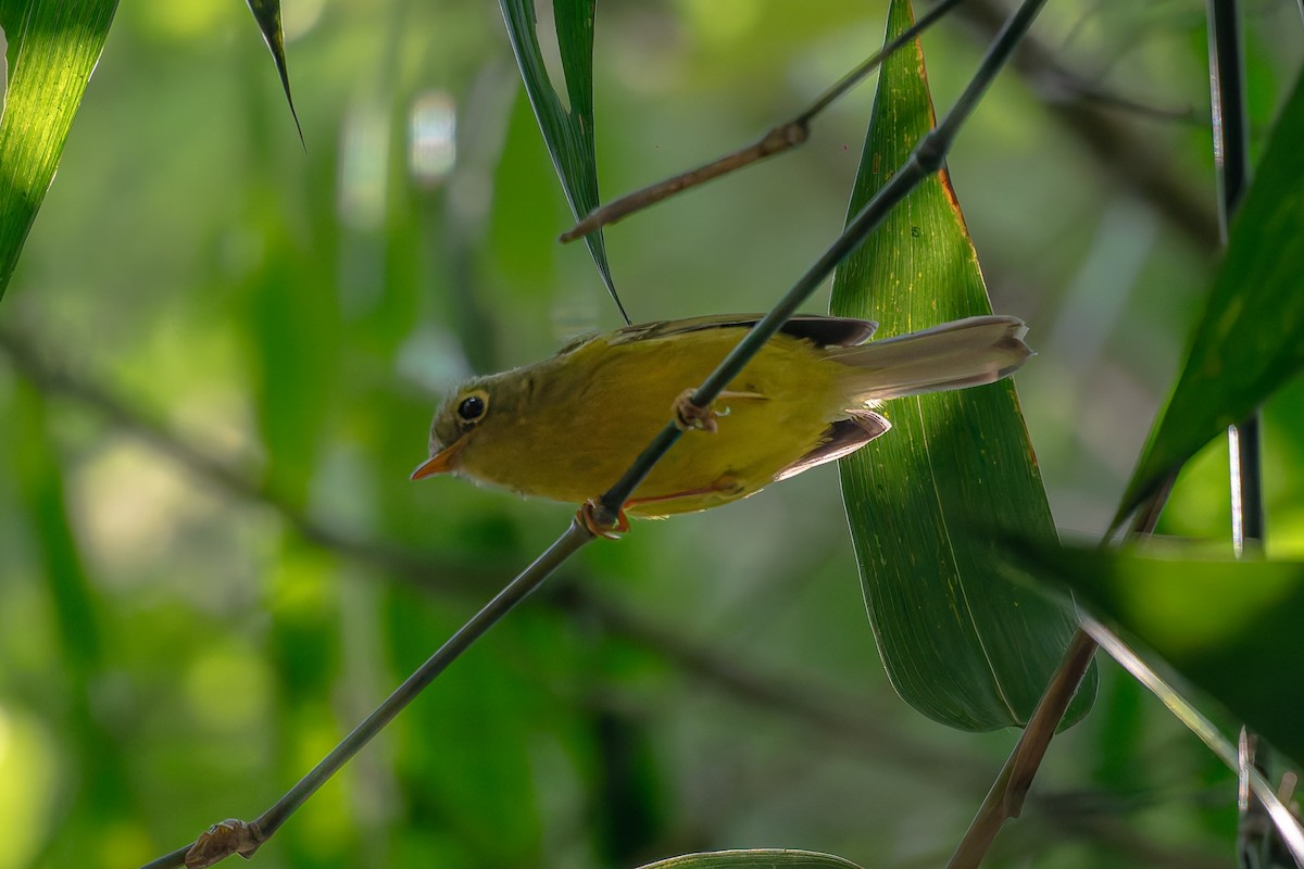 Whistler's Warbler - ML645251012