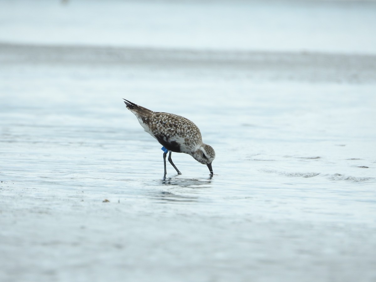 灰斑鴴 - ML645251026