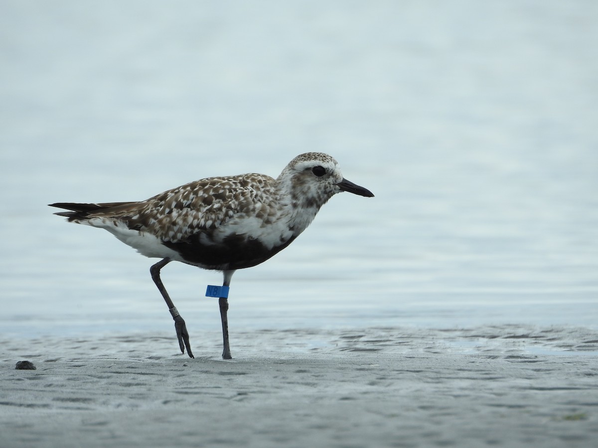 灰斑鴴 - ML645251035