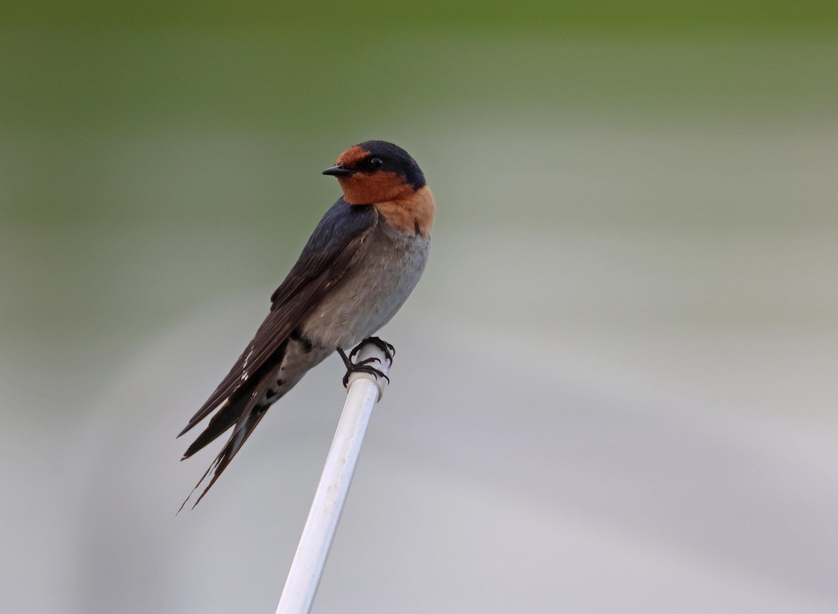 Golondrina Australiana - ML645251045