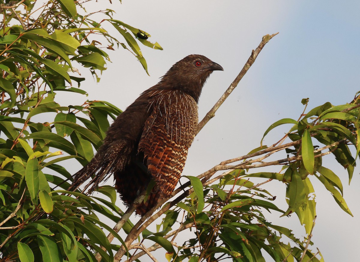 Cucal Faisán - ML645251048