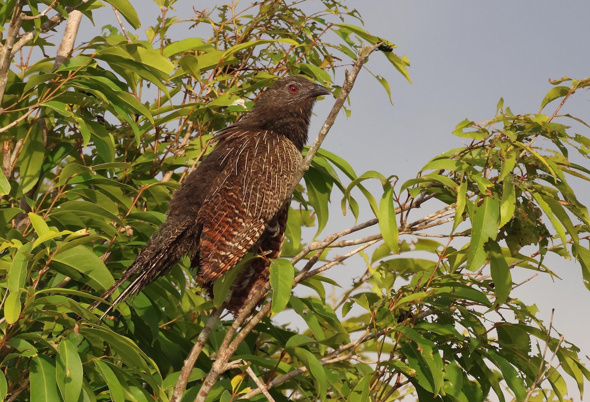 Cucal Faisán - ML645251050