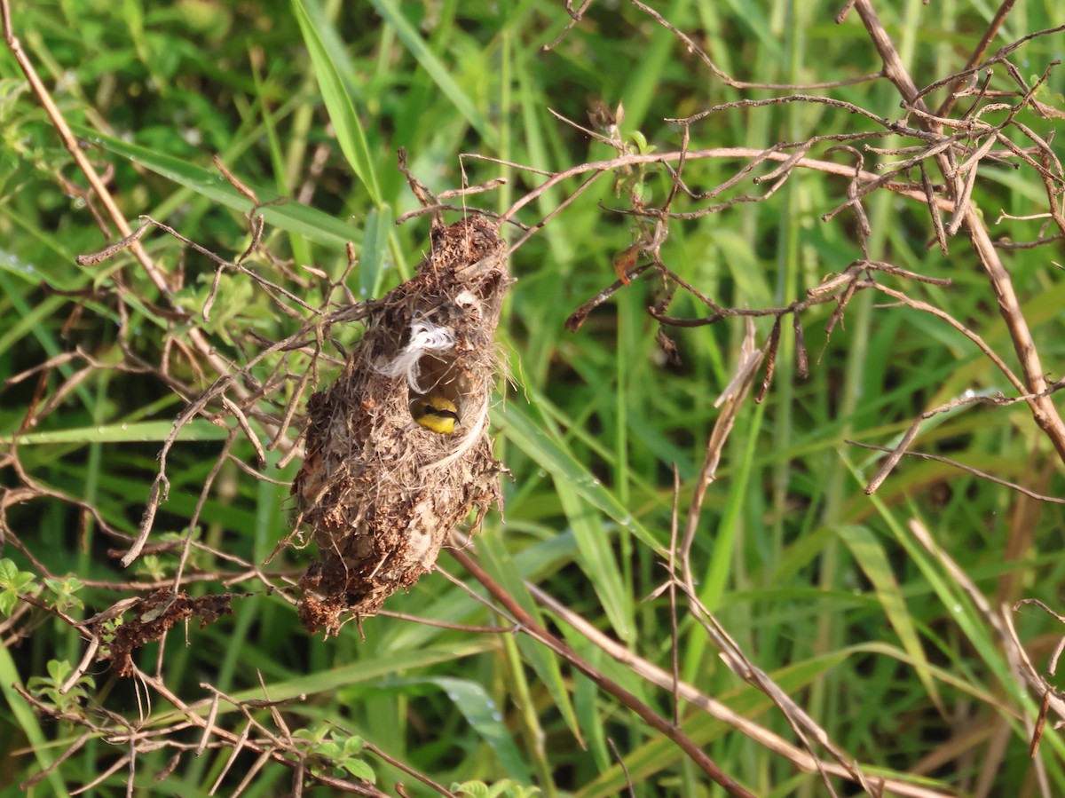 Sahul Sunbird - ML645251058