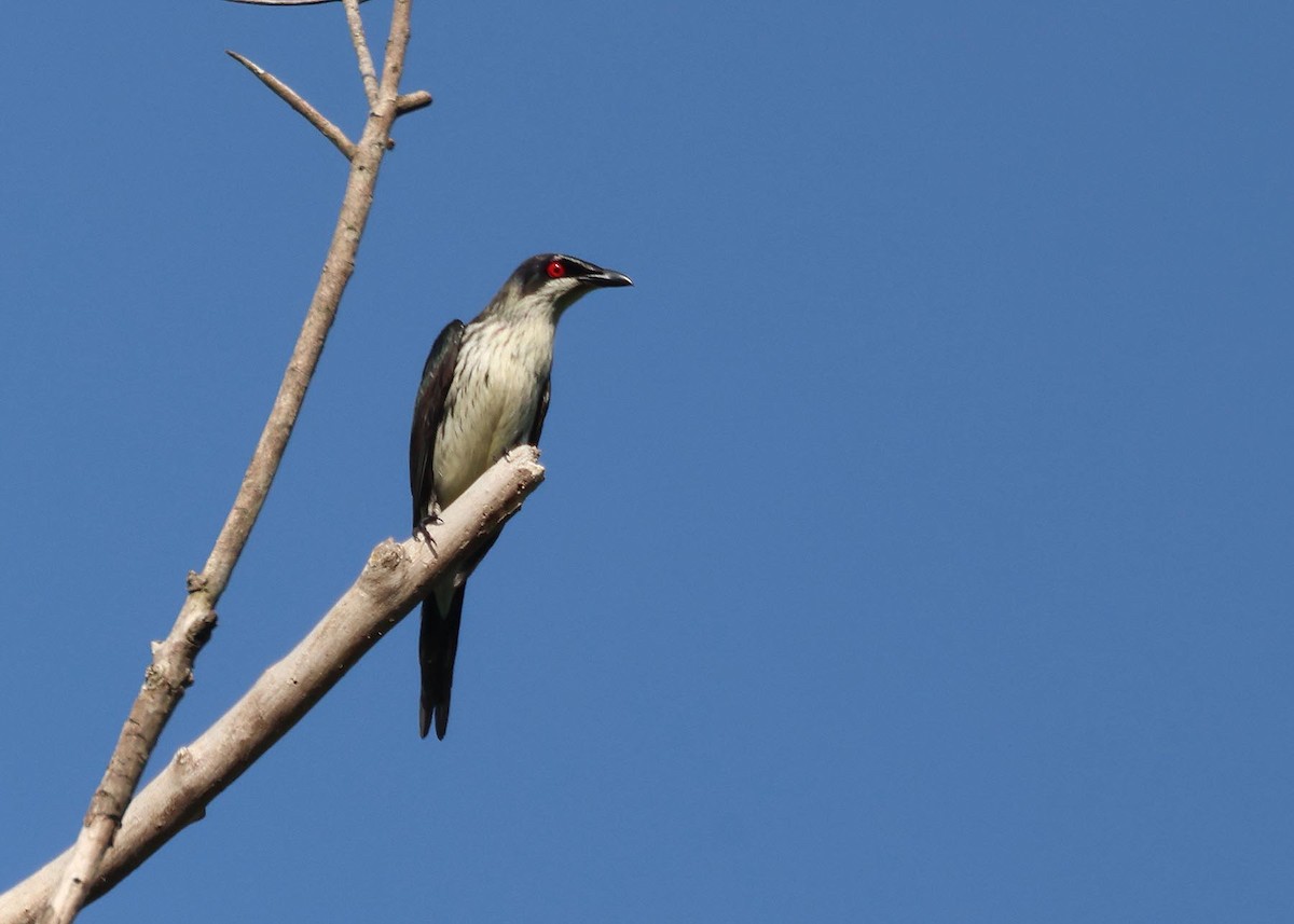 Estornino Lustroso - ML645251060