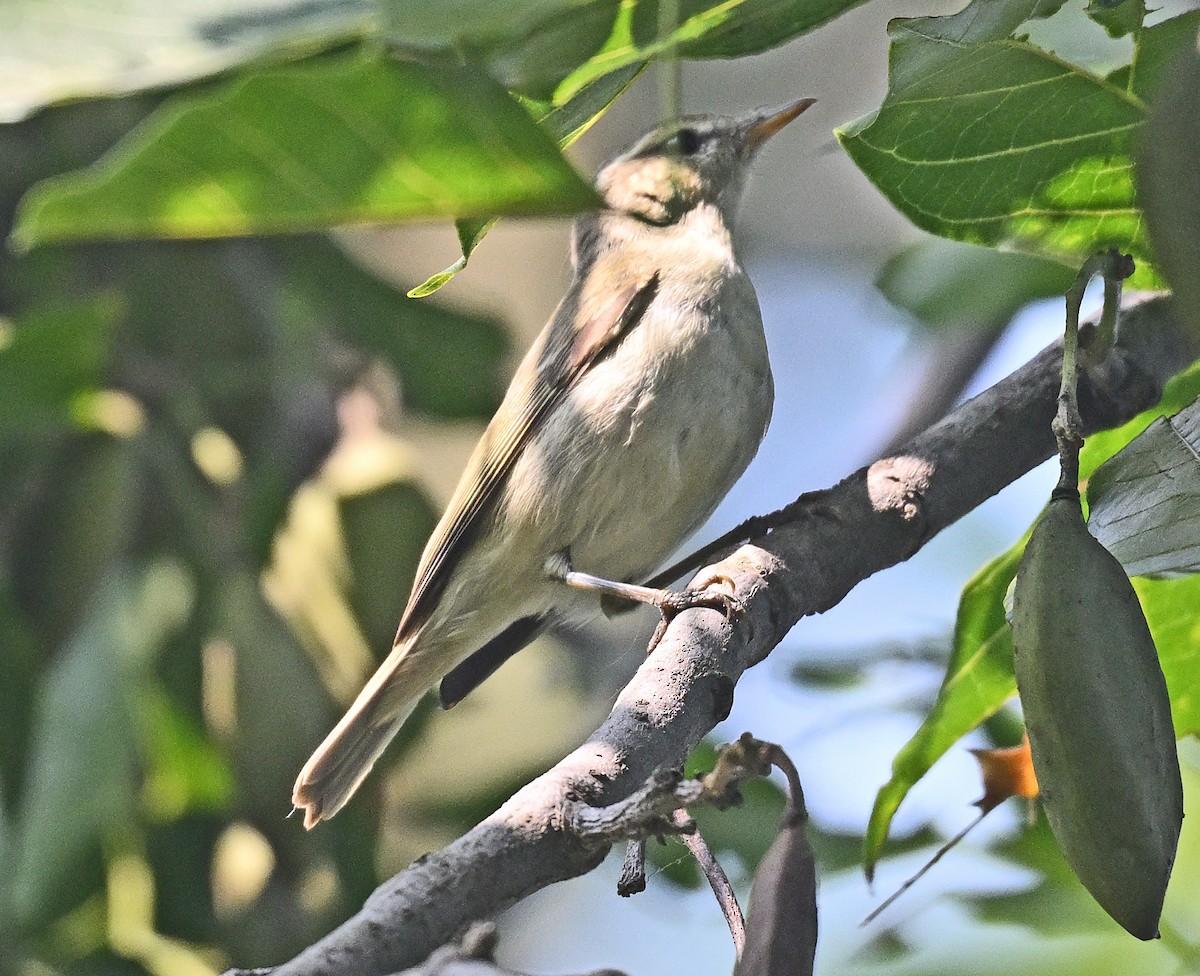 østsanger - ML645251062