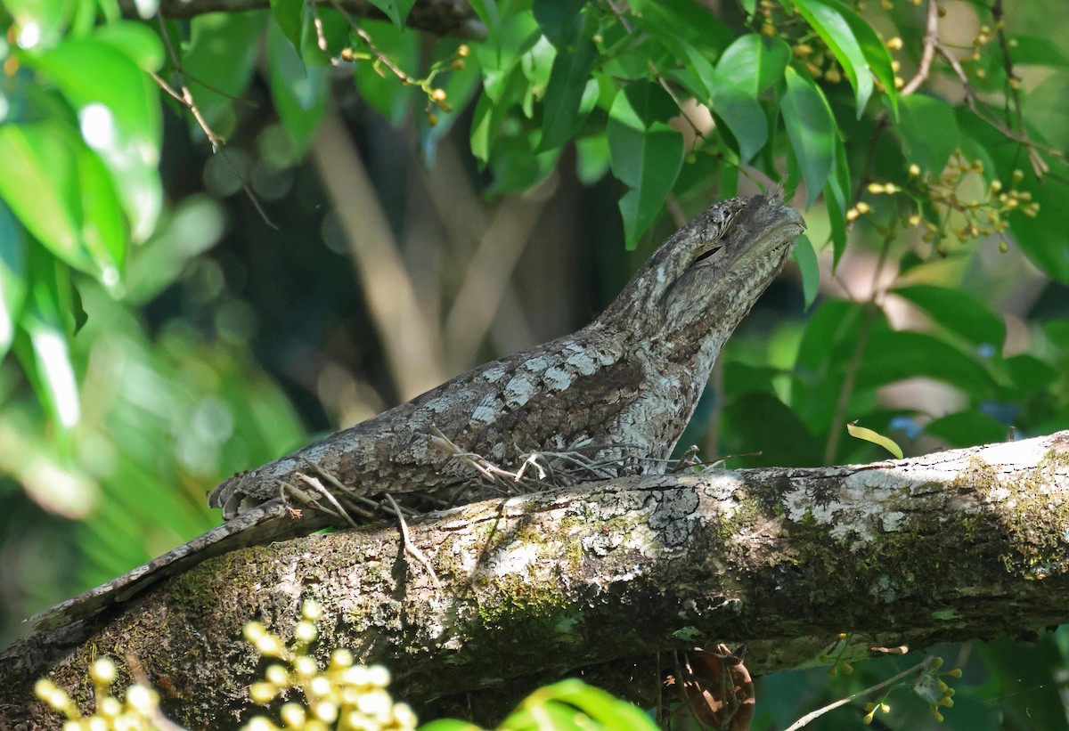 Papuan Frogmouth - ML645251065