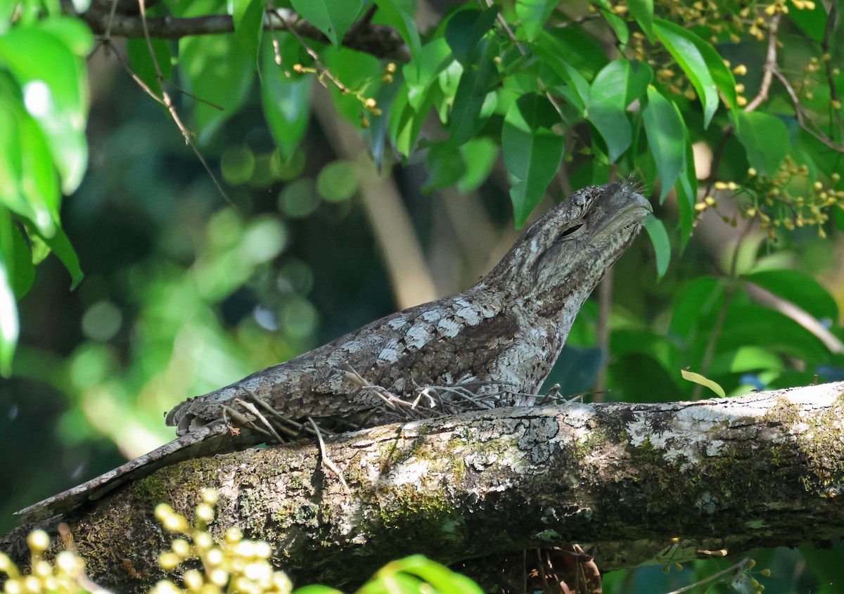 Papuan Frogmouth - ML645251067