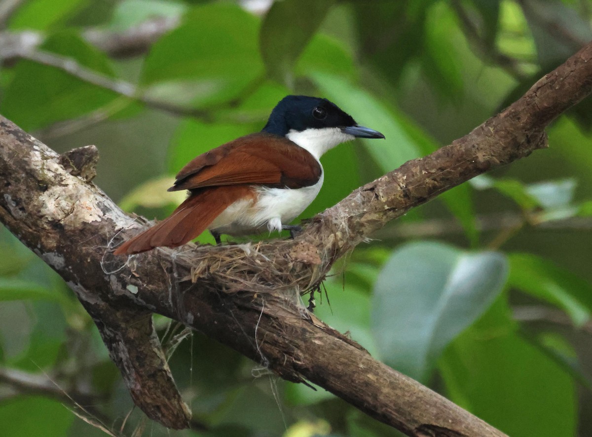 Monarca Reluciente - ML645251069