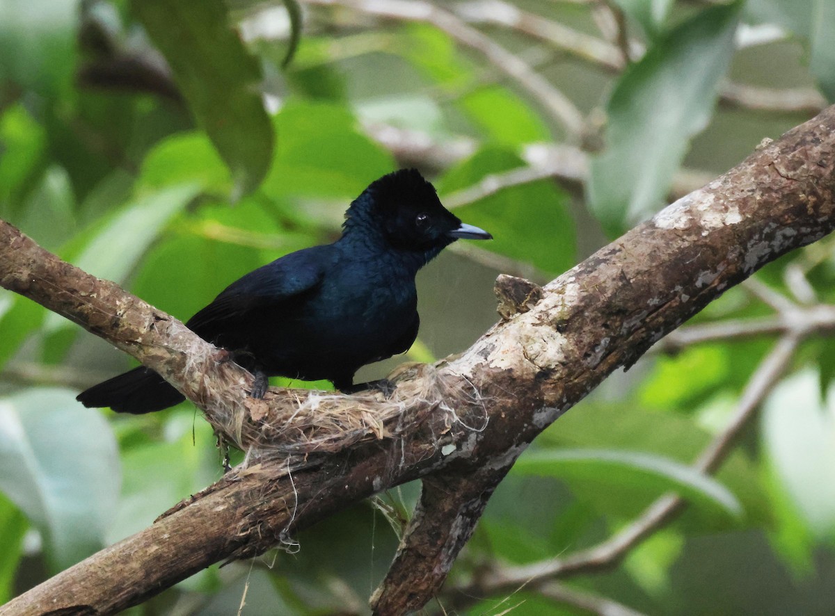 Monarca Reluciente - ML645251071