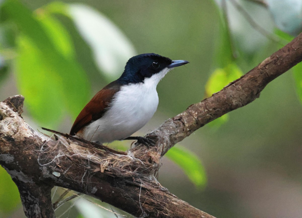 Monarca Reluciente - ML645251072