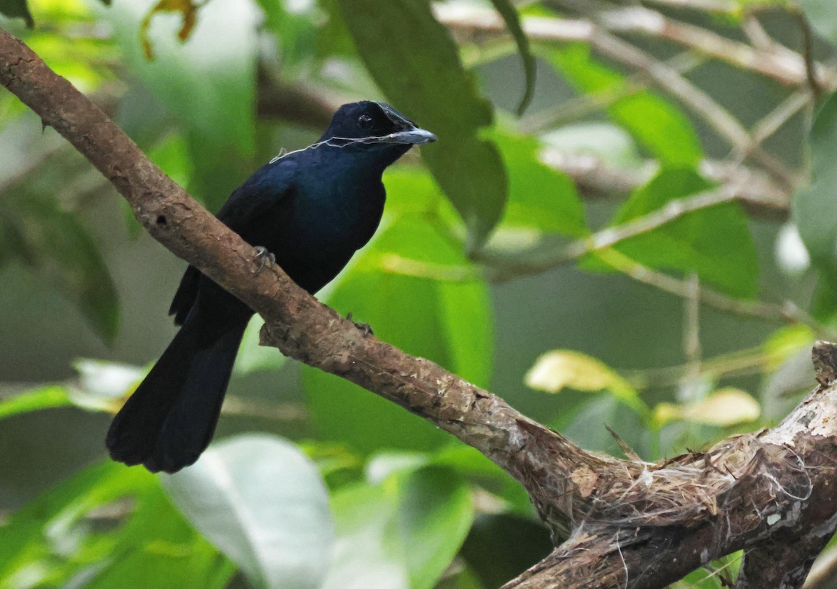 Monarca Reluciente - ML645251074