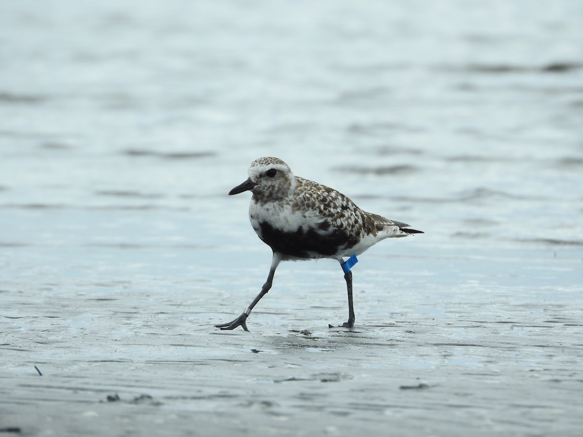 灰斑鴴 - ML645251076