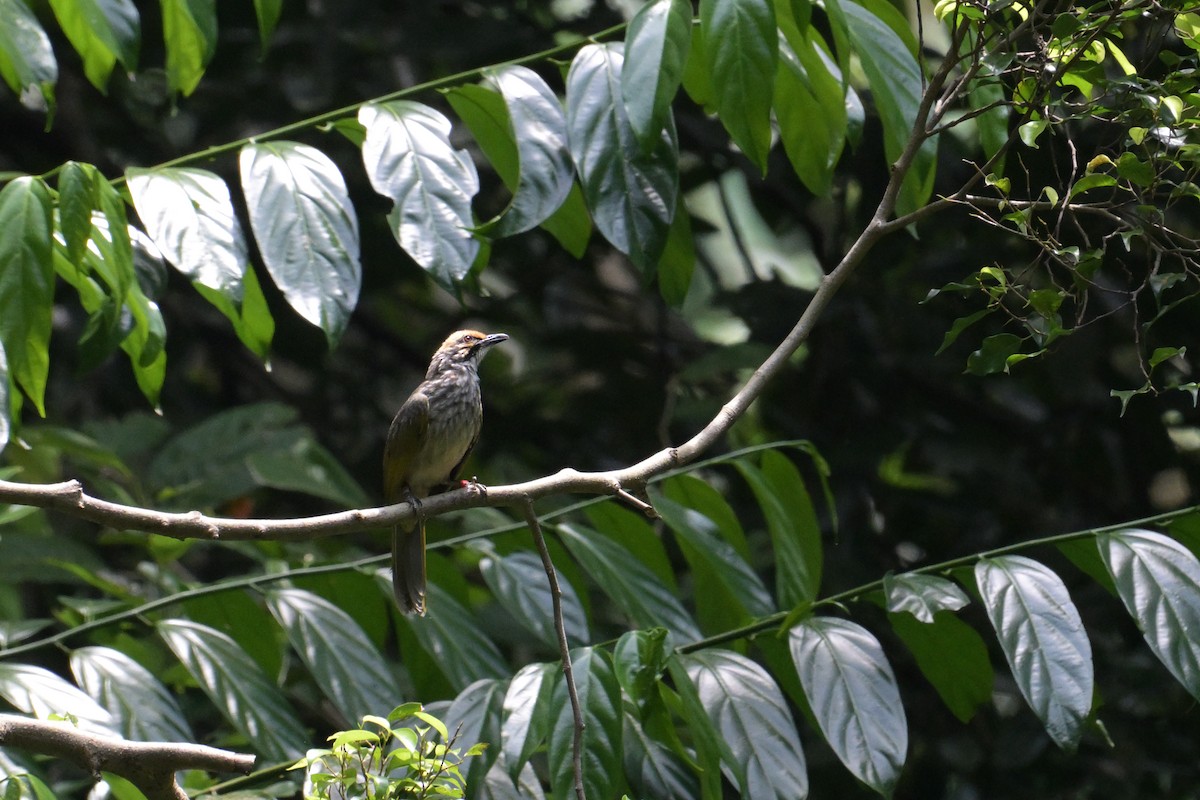 Straw-headed Bulbul - ML645251079