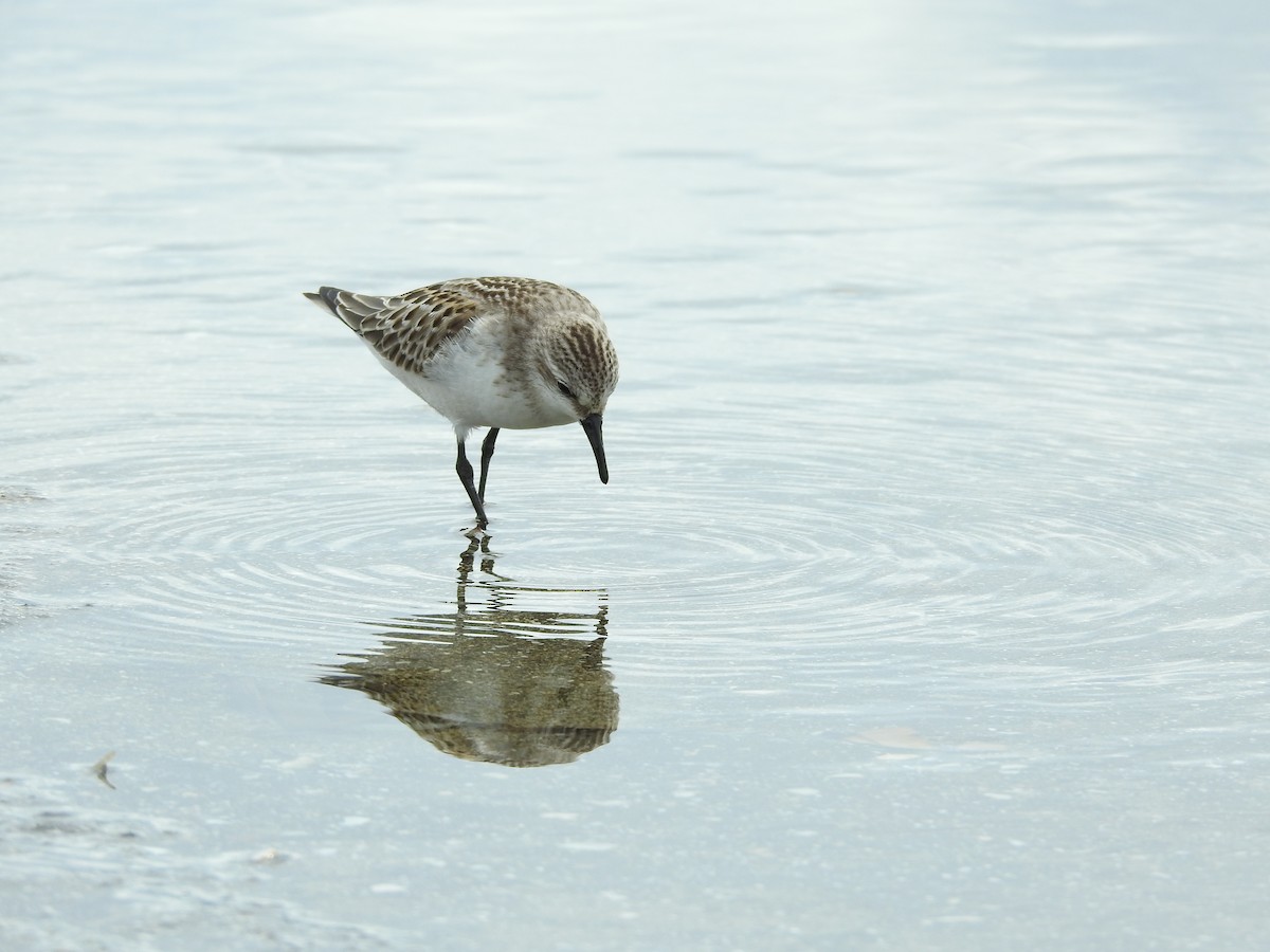Red-necked Stint - ML645251084