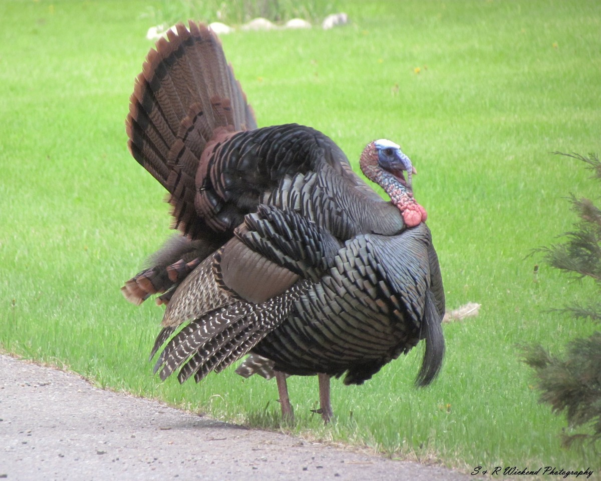 シチメンチョウ - ML645251086