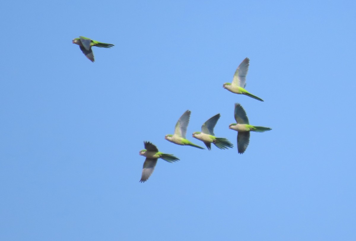 Monk Parakeet - ML645251087
