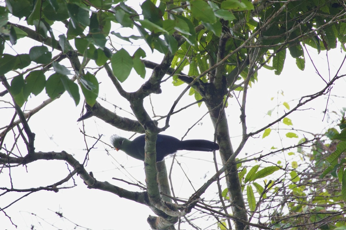 Yellow-billed Turaco - ML645251088