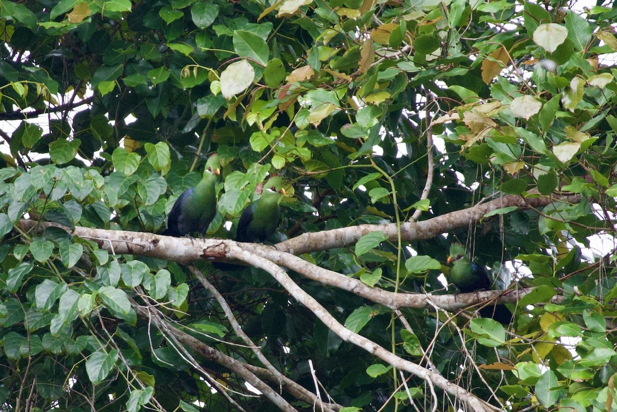 Yellow-billed Turaco - ML645251089