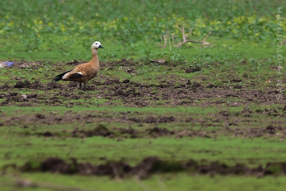 Ruddy Shelduck - ML645251094