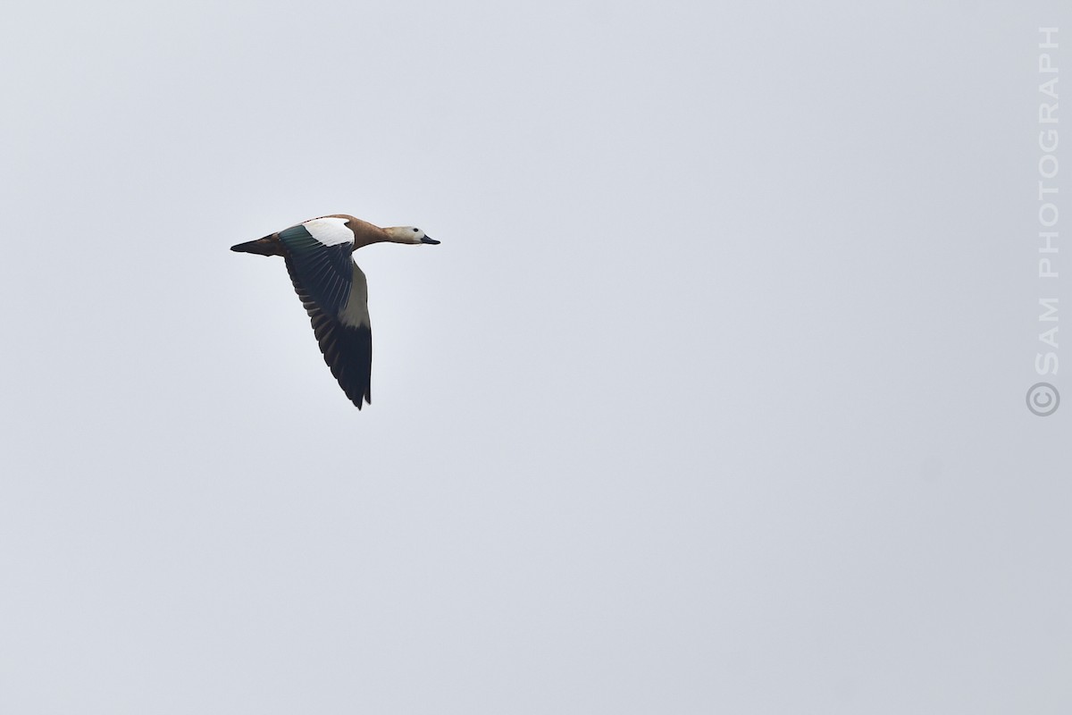 Ruddy Shelduck - ML645251095