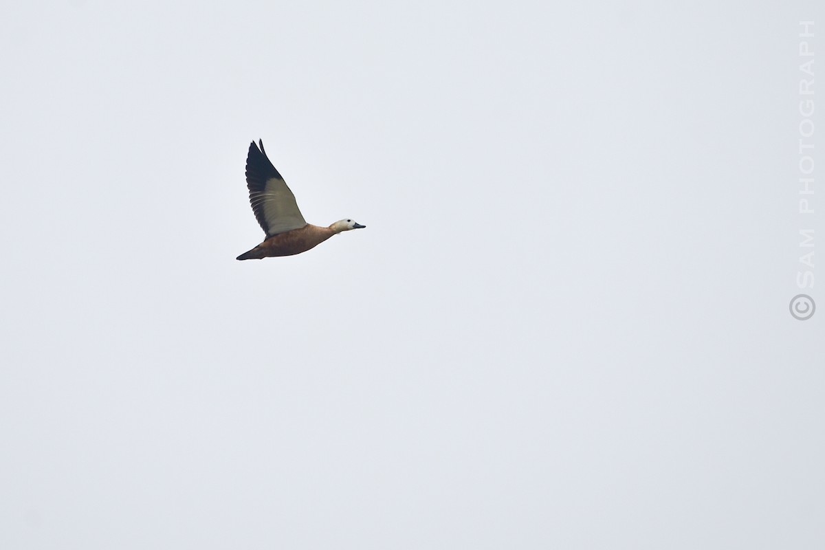 Ruddy Shelduck - ML645251096