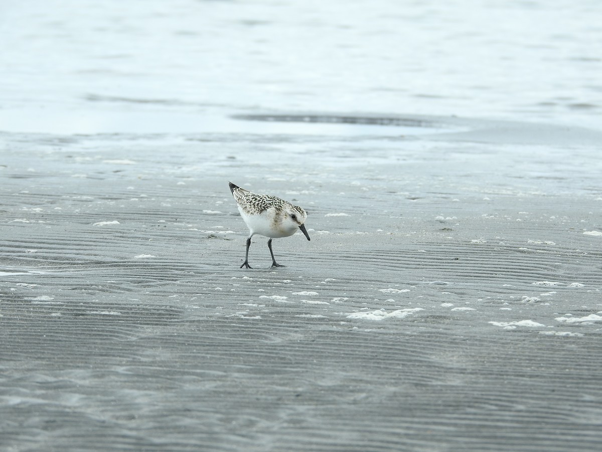 Sanderling - ML645251097