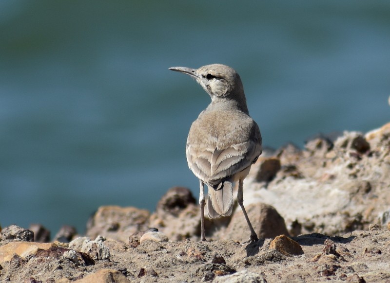 Greater Hoopoe-Lark - ML645251101