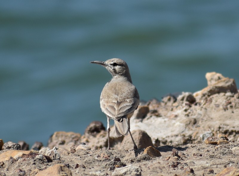 Greater Hoopoe-Lark - ML645251102